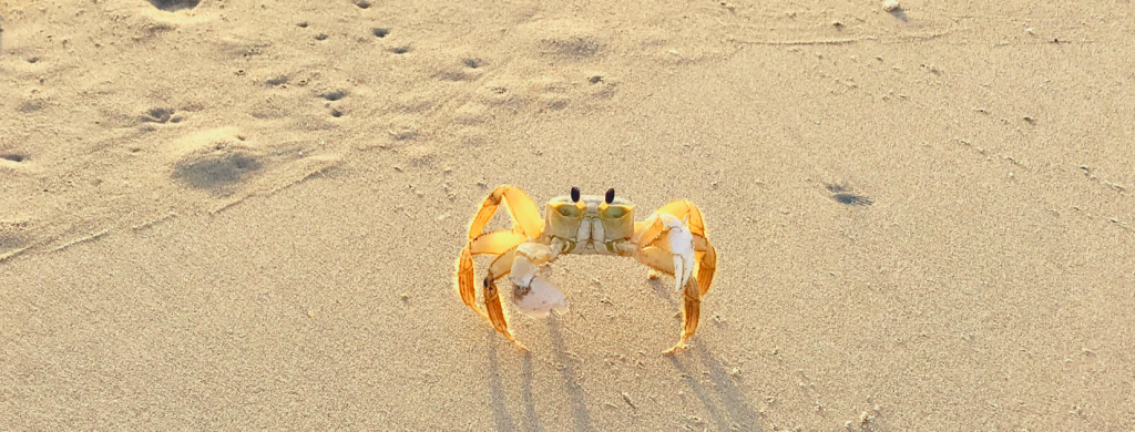 10 Things to Do in Corolla, Outer Banks - Quick Whit Travel
