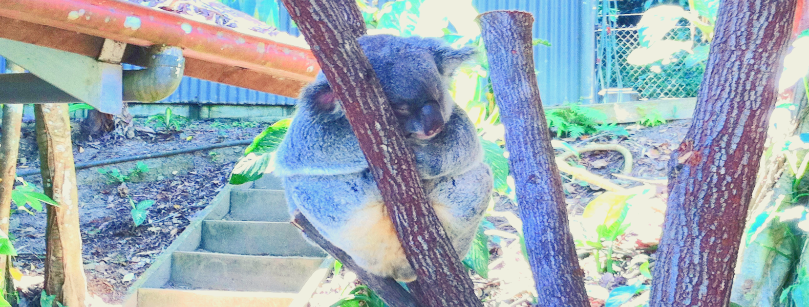 How to Hold a Koala (and how NOT to eat vegemite) Quick Whit Travel