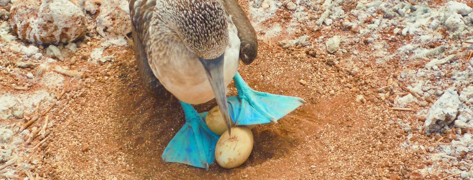 What to Know Before You Visit the Galapagos