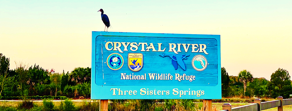 What to Know Before You Visit Crystal River, Florida